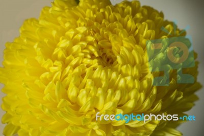 Yellow Chrysanthemum Flower Petals Stock Photo