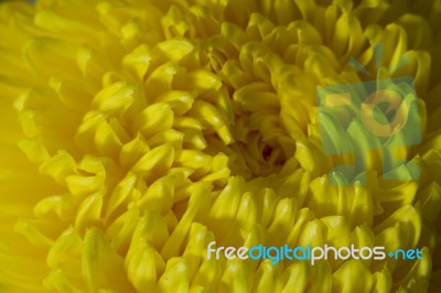 Yellow Chrysanthemum Flower Petals Stock Photo