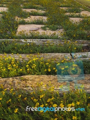 Yellow Cosmos Stock Photo