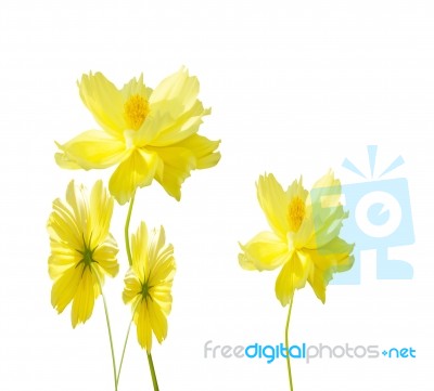 Yellow Cosmos Flower Stock Photo