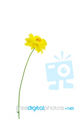 Yellow Cosmos Flower Stock Photo