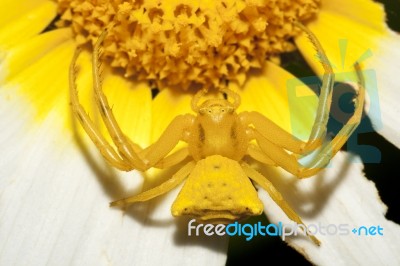 Yellow Crab Spider (thomisus Onustus) Stock Photo