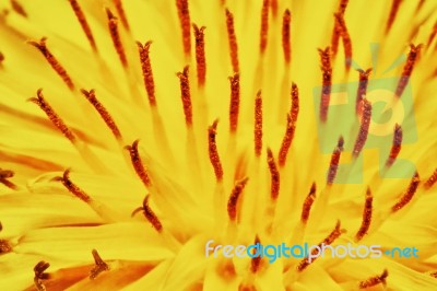 Yellow Dandelion Stock Photo