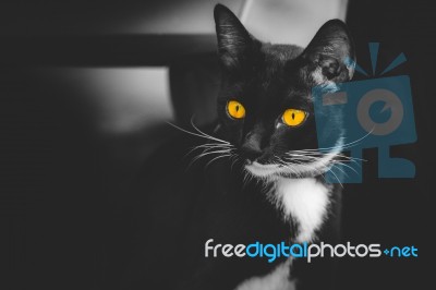 Yellow Eyes Black Cat Stock Photo