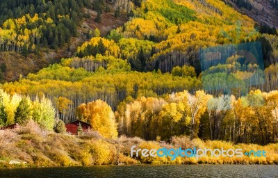 Yellow Fall Foliage Stock Photo
