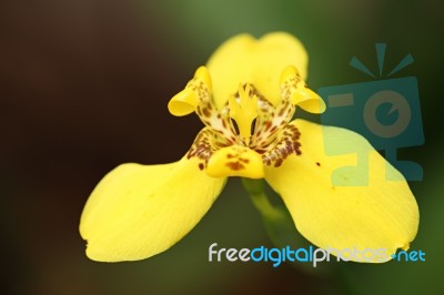 Yellow Fan Iris Stock Photo