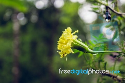 Yellow Flower Stock Photo