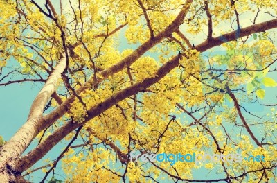 Yellow Flowers On Tree In Vintage Style Stock Photo