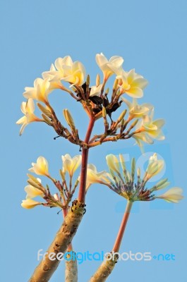 Yellow Frangipani Flower Stock Photo