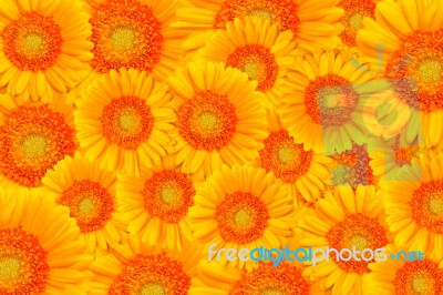 Yellow Gerbera Flower Stock Photo
