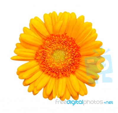 Yellow Gerbera Flower Stock Photo