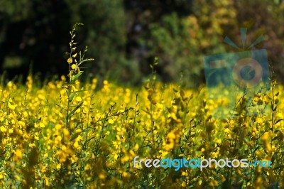 Yellow Hemp Stock Photo