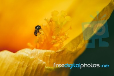Yellow Hibiscus Syriacus With Insect Stock Photo