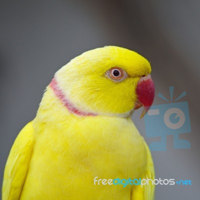 Yellow Indian Ring-necked Parakeet Stock Photo