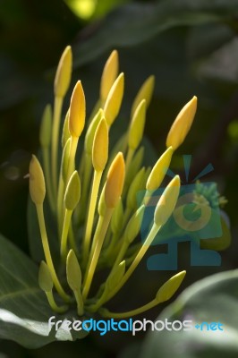 Yellow Ixora Flowers Stock Photo