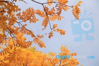 Yellow Leaves On A Blue Sky Background On An  Autumn Day Stock Photo