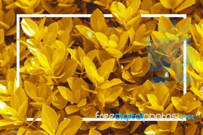 Yellow Leaves With White Frame, Nature Background Stock Photo