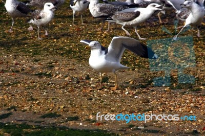 Yellow-legged Seagull Stock Photo