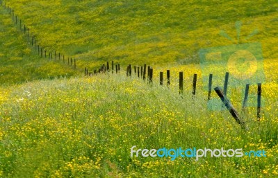 Yellow Meadow Stock Photo