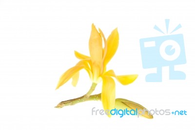 Yellow Michelia Alba Flower Stock Photo