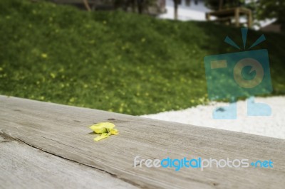 Yellow Petal Falled On Wooden Bench In Garden Stock Photo