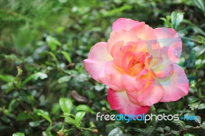Yellow Pink Rose Flower Stock Photo