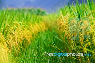 Yellow Ripe Rice Field Beside On Path Way In Bac Son, Vietnam Stock Photo
