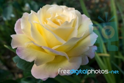 Yellow Rose (peace) Stock Photo