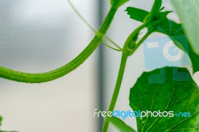 Yellow Winter Melon Flower In Farm Stock Photo