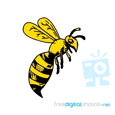 Yellowjacket Wasp Drawing Stock Image