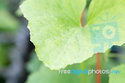Yong Melon Seeding Damage By Insect Stock Photo
