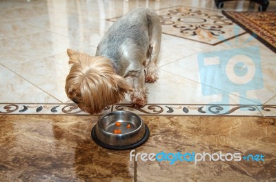 Yorkshire Terrier Dog Eats From A Bowl Stock Photo