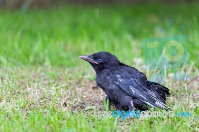 Young Black Crow Sitting In Green Grass Stock Photo