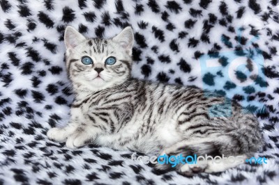 Young Black Silver Tabby Spotted British Shorthair Cat  Lying On… Stock Photo