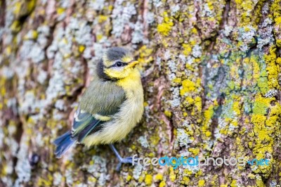 Young Blue Tit Sits On Oak Tree Trunk Stock Photo