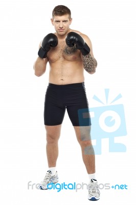 Young Boxer Ready To Punch Stock Photo