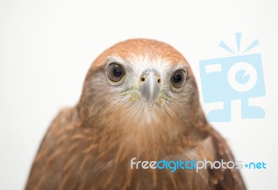 Young Brahminy Kite Or Red-backed Sea-eagle Stock Photo