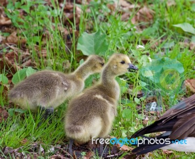 Young Cackling Geese Are Eating The Grass Stock Photo