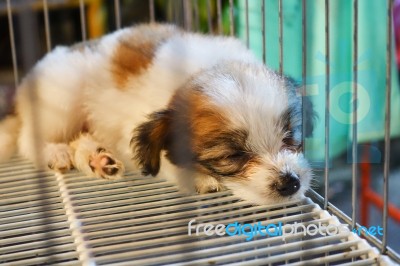 Young Dog In A Cage At Flea Markets Stock Photo