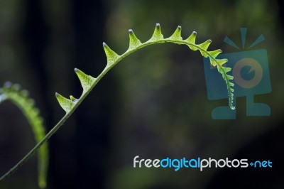 young Fern Stock Photo