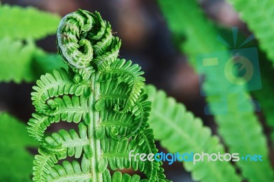 Young Ferns Stock Photo