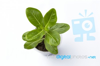 Young Green Flower Plant On White Background Stock Photo Young Green Flower Plant On White Background Stock Photo