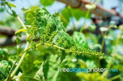 Young Green Grapes Stock Photo Young Green Grapes Stock Photo