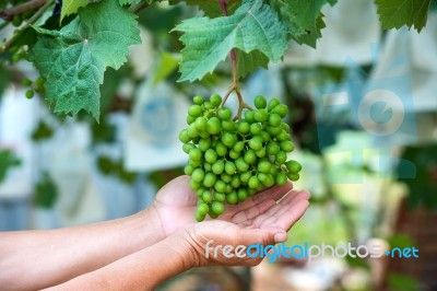 Young Green Grapes Stock Photo Young Green Grapes Stock Photo
