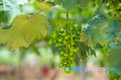 Young Green Grapes Stock Photo Young Green Grapes Stock Photo