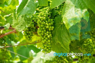 Young Green Grapes Stock Photo