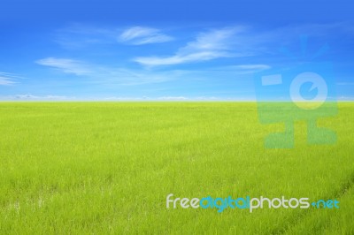 Young Green Rice Field With Blue Sky Stock Photo