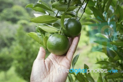 Young Green Tangerine Stock Photo