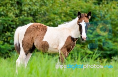 Young Horses Looking In Meadow Stock Photo