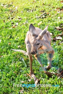 Young Kangaroo Stock Photo